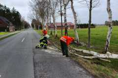 Baum-auf-Strasse-in-Fahrendorf