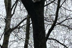 Katze-auf-Baum-01