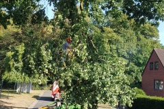 Baum auf Straße 07.08.18 (3)