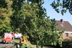 Baum auf Straße 07.08.18 (4)